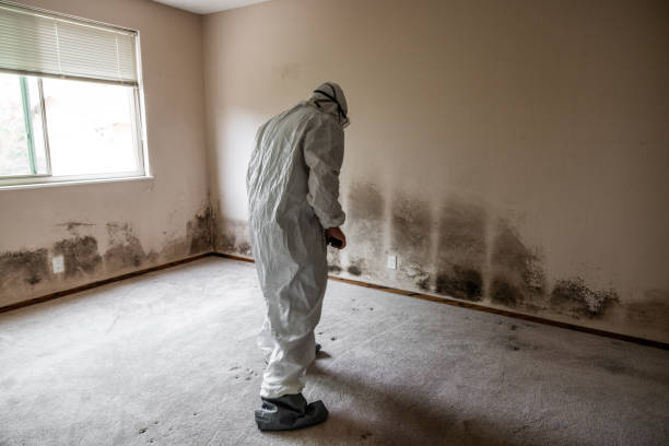 Trusted Lamont, MI Mold Remediation Experts